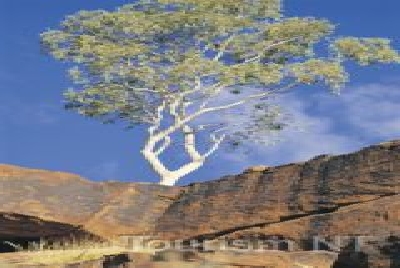 Kings Canyon NP-NT KC25.Ghost Gum 1.jpg